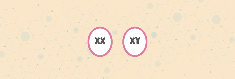 IVF sex selection - xx and xy eggs